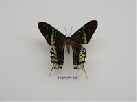 藏品(外國蝴蝶)的圖片